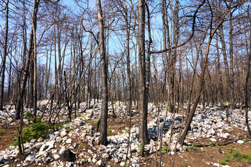 burned trees between limestone rock after a frest fire in the Karst mountains of Slovenia