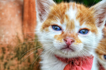 cute white brown funny kitten with blue eyes