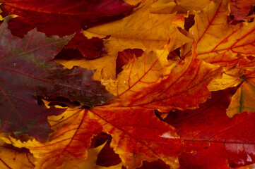 Naklejka na ściany i meble Autumn leaves on a white background. Anyone who thinks fallen leaves are dead has never seen them dance on a windy day.