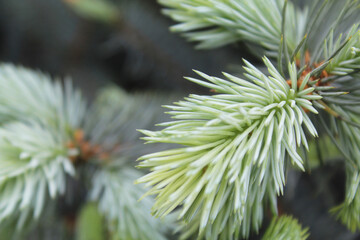 natural background fresh spruce branches