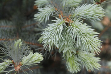 natural background fresh spruce branches