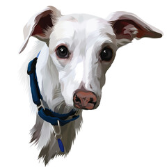 portrait of a white dog with blue collar