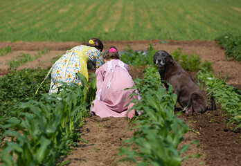 Amish girls in garden planting with their dog