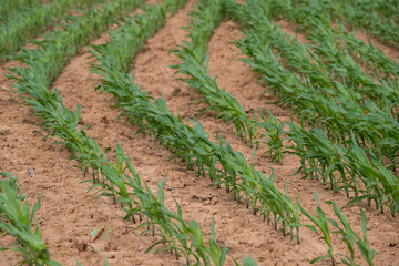Young green corn grows on the field. Young corn plants. Corn grown on agricultural land. Seedling...
