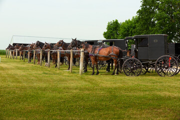 Plakat Amish Buggy with horse in the country