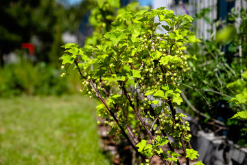 currant bushes growing in the home garden