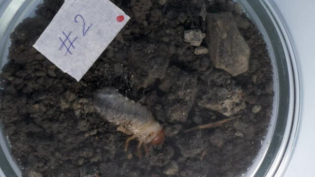 May beetle larva in the ground in a closed petri dish with the inscription on sample number two. Laboratory research and the study of insects. Entomology
