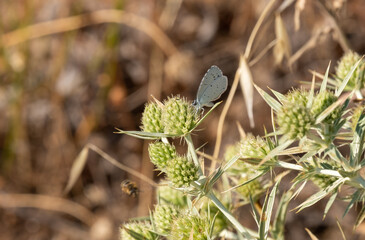 Holly blue or celastrina argiolus feeding on eryngium campestre, family Lycaenidae nectaring with underside visible