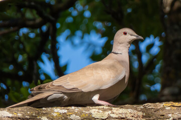 A turtle dove rests and watches perched on the branch of a tree, looking at the camera. Natural green dark background, Streptopelia decaocto.