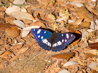 butterfly on a flower