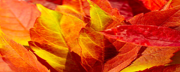 Naklejka na ściany i meble Leaves autumn. Close-up. macro photography. Amazing world opens up with macro photography