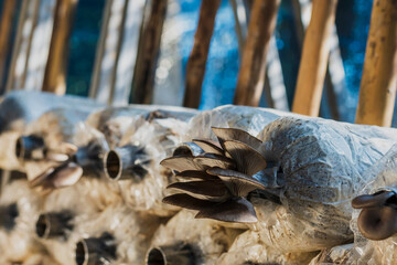 Close up mushrooms come out from bag in Agriculture Mushroom Farm