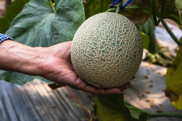 Close up watermelon farmer hand holding fresh Japanese cantaloupe melon in Agriculture Melon Farm
