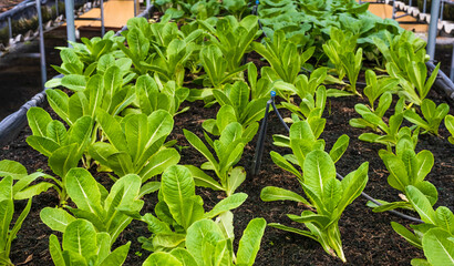 Young baby organic lettuce salad vegetables planting in rows in greenhouse, Agriculture Farm