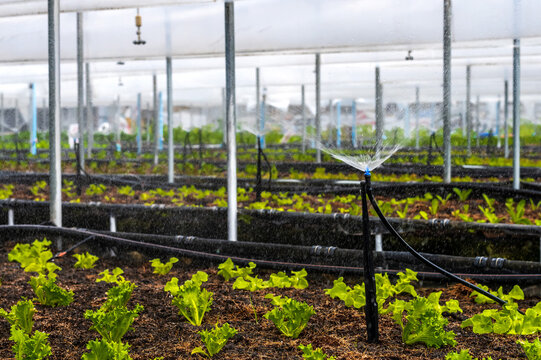 Agriculture using springers watering plants in greenhouse, modern Agriculture Farm
