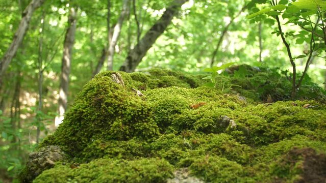 Bright green moss on a stone in the forest. Fairy landscape. Parallax. Background in blur and sun glare