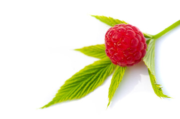 Raspberries are an excellent source of vitamin C, manganese and dietary fiber. They are also a very...