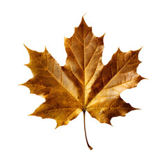 golden autumn maple leaf, generative ai generated