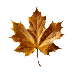 Obraz premium golden autumn maple leaf, generative ai generated