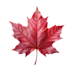 Obraz premium fresh autumn maple leaf, generative ai generated
