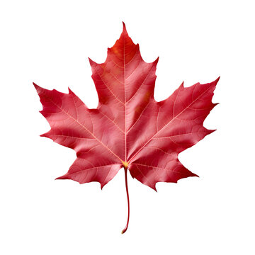 shiny red autumn maple leaf, generative ai generated