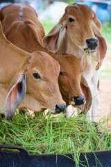 Fototapeta premium Young cows in the farm on summer season of Thailand
