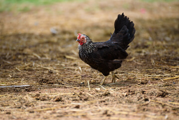 Gamecocks Thailand beautiful walk in the farm