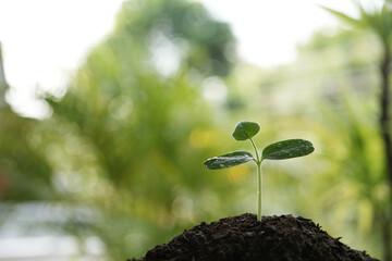 growing plant on black soil