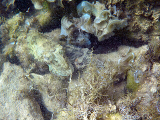 Seppia comune - Sepia officinalis