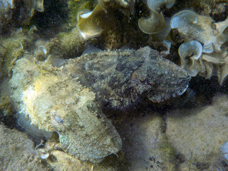 Seppia comune - Sepia officinalis