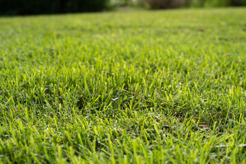 Green grass texture for background. Green lawn pattern and texture background. Close-up.