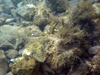 Seppia comune - Sepia officinalis