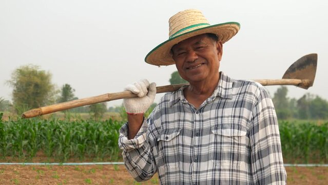 Smiling happily senior farmer man in hat holding a hoe on his shoulders with a field of corn in the background.