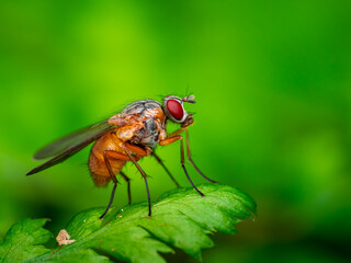 Fototapeta premium fly on leaf
