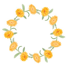 Wreath of orange calendula officinalis. Watercolor hand drawn illustration. Botanical frame for labels, eco goods, textiles, natural herbal medicine, healthy tea, cosmetics and homeopatic remedies.