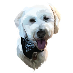 white dog with a black bandana