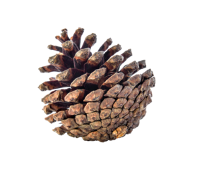 brown pine cone isolated on transparent png