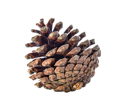 brown pine cone isolated on transparent png