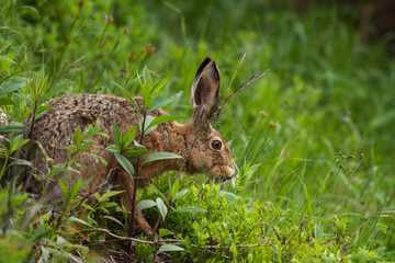 Naklejka na ściany i meble a european hare, lepus europaeus, in the mountain forest at a summer morning