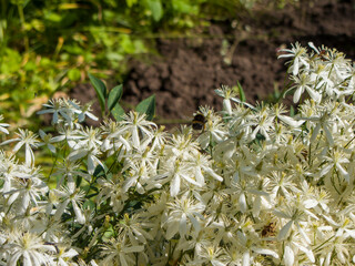 Photo of a bumblebee in white flowers