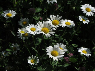 Photo of white flowers of daisies