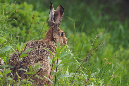 a european hare, lepus europaeus, in the mountain forest at a summer morning