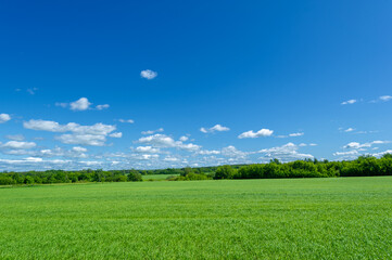 Spring photography, young shoots of cereals. Ripening wheat. Green shoots of photosynthesis under...
