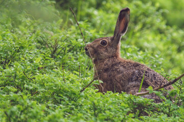 a european hare, lepus europaeus, in the mountain forest at a summer morning