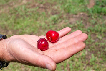 Large ripe red cherries in a male hand. harvesting in the orchard