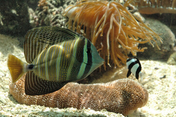 Pesce chirurgo tigrato - Zebrasoma desjardinii