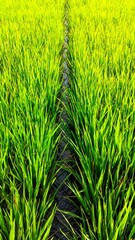 green rice field