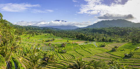 Rice fields in Sidemen valley with Mount Agung in the background, Bali, Indonesia. - 612871175