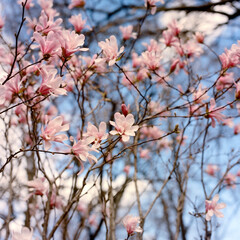 Magnolia flowers in bloom in springtime against blue skies