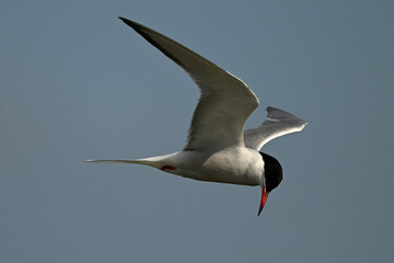 Common tern // Flussseeschwalbe (Sterna hirundo)